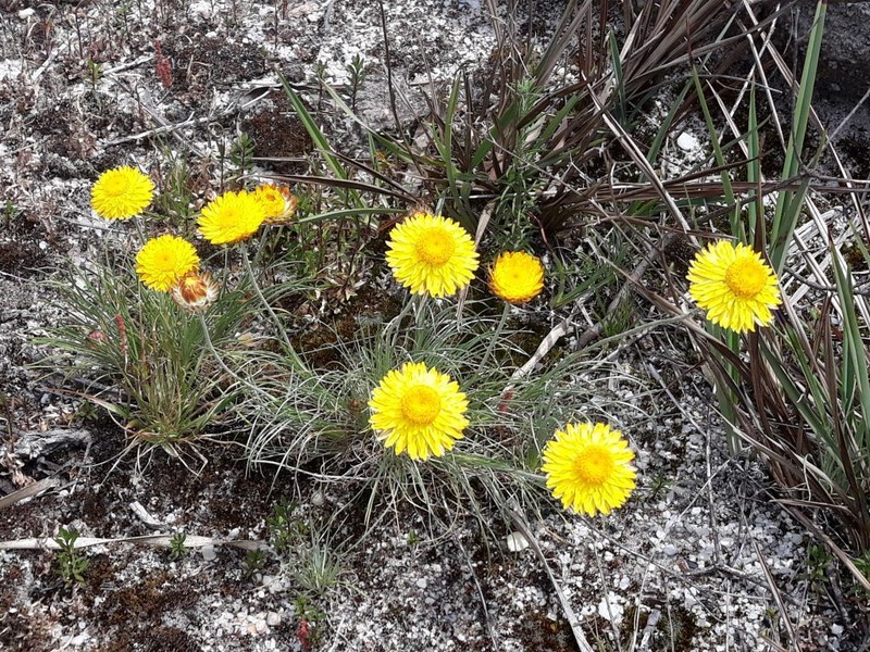 Leucochrysum graminifolium photo 5