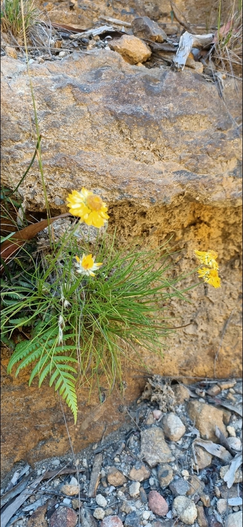 Leucochrysum graminifolium photo 6