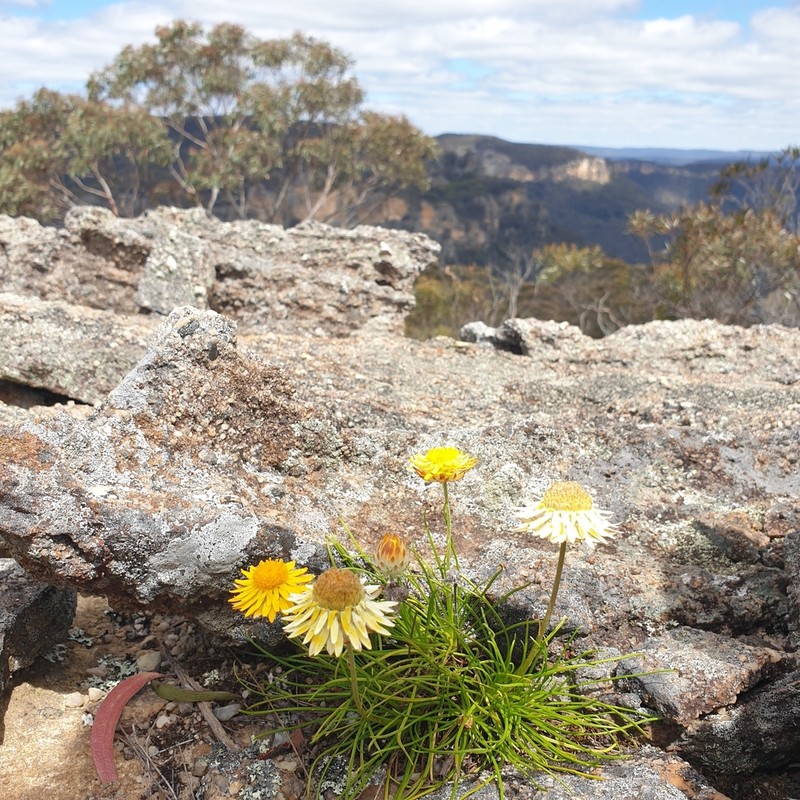Leucochrysum graminifolium photo 7