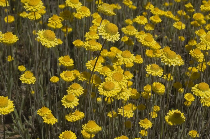 Leucochrysum molle