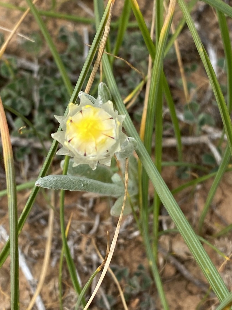 Leucochrysum molle photo 2