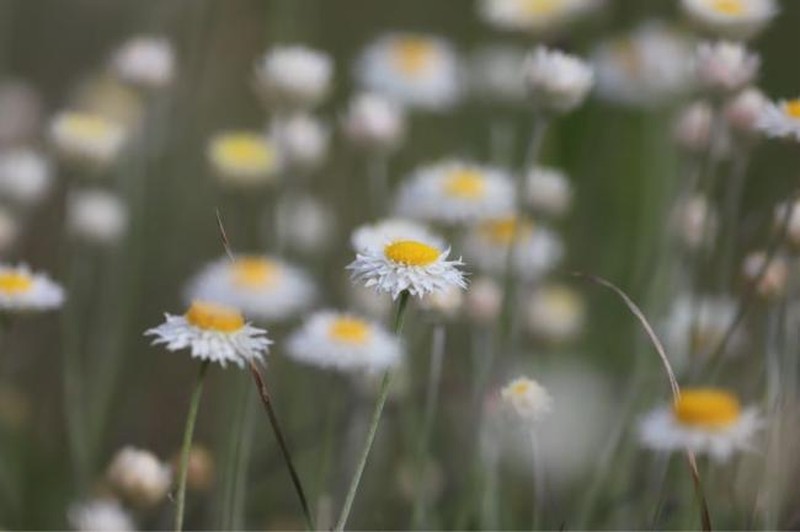 Leucochrysum molle photo 3