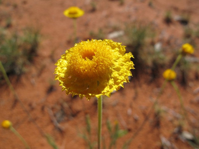 Leucochrysum stipitatum