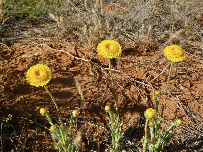 Leucochrysum stipitatum photo 2