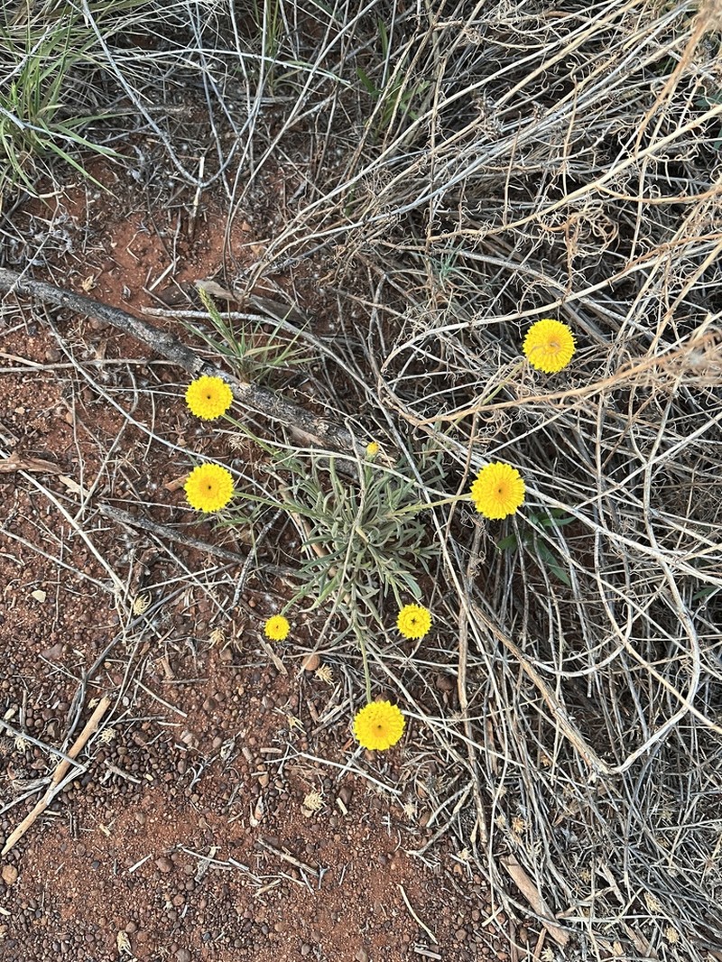 Leucochrysum stipitatum photo 3