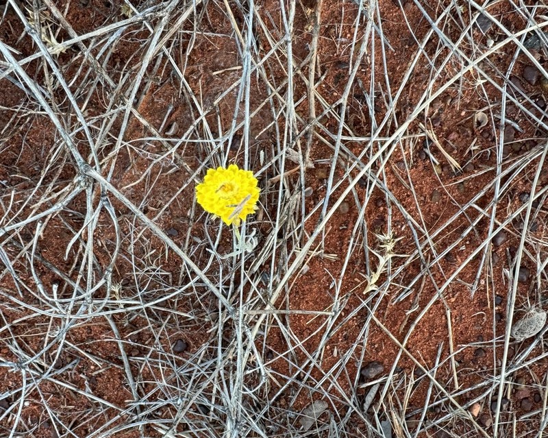 Leucochrysum stipitatum photo 4