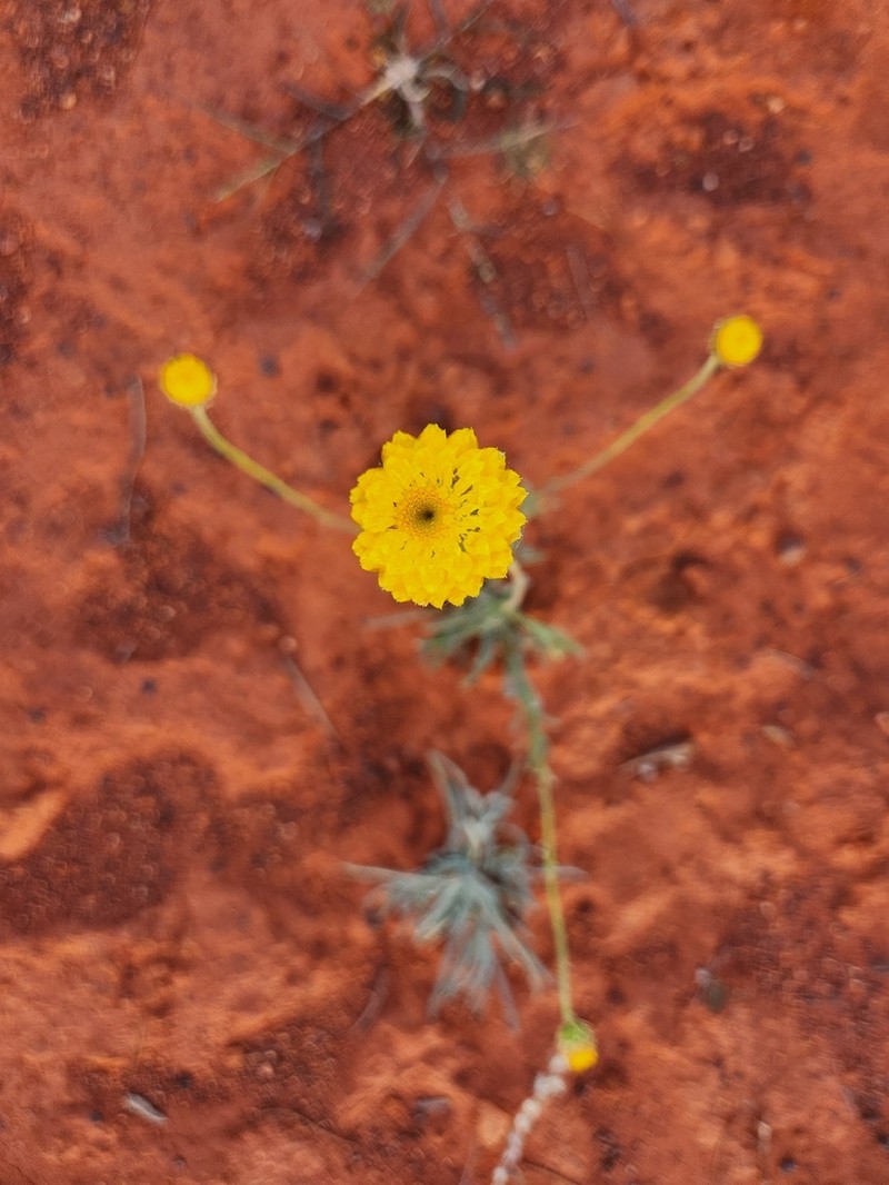 Leucochrysum stipitatum photo 5