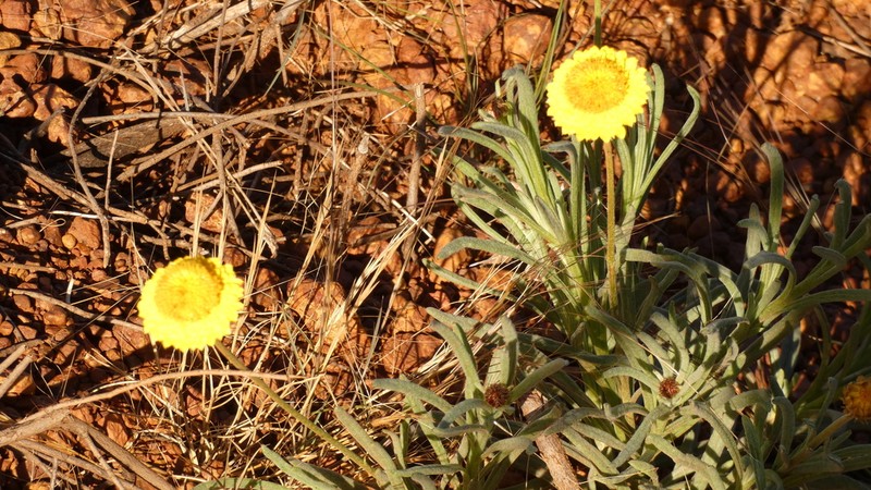 Leucochrysum stipitatum photo 6