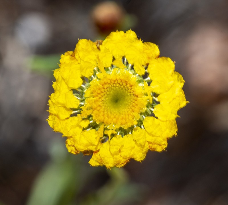 Leucochrysum stipitatum photo 7