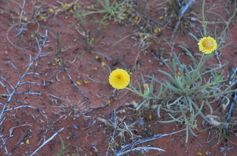 Leucochrysum stipitatum photo 8