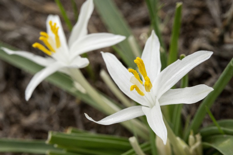 Common Starlily