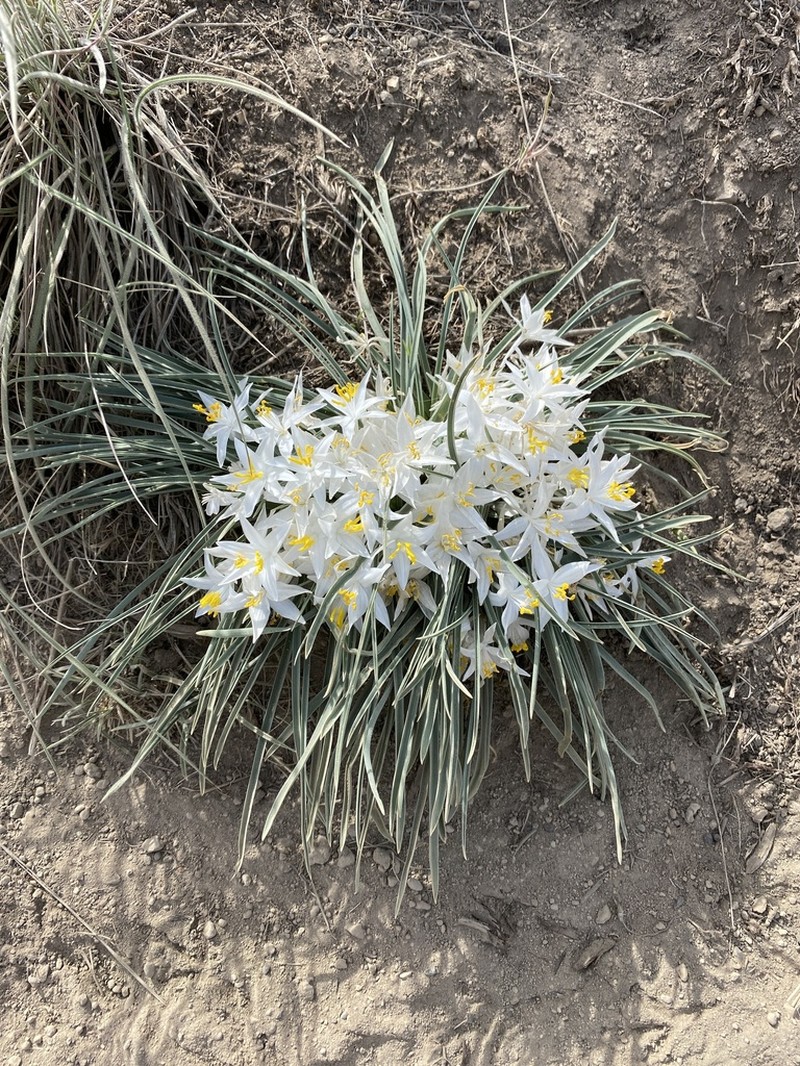 Common Starlily