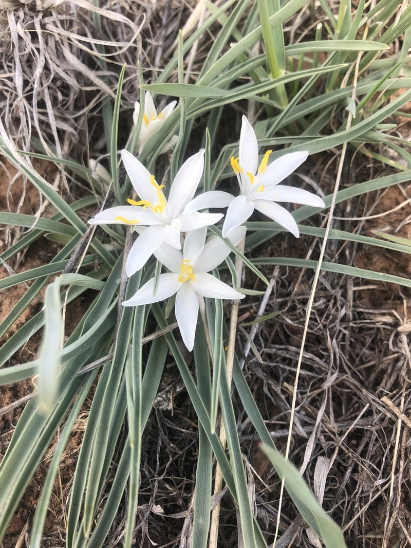 Common Starlily photo 2