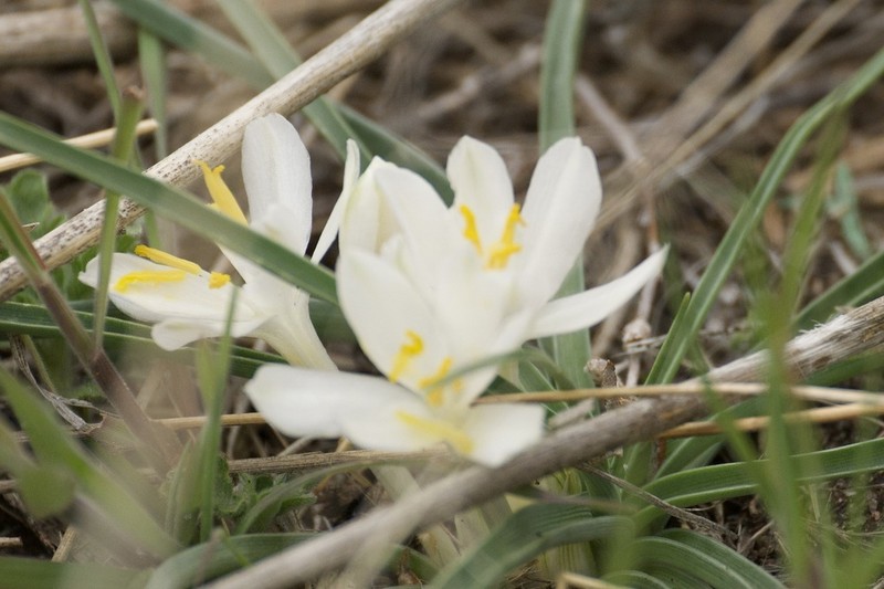 Common Starlily photo 3