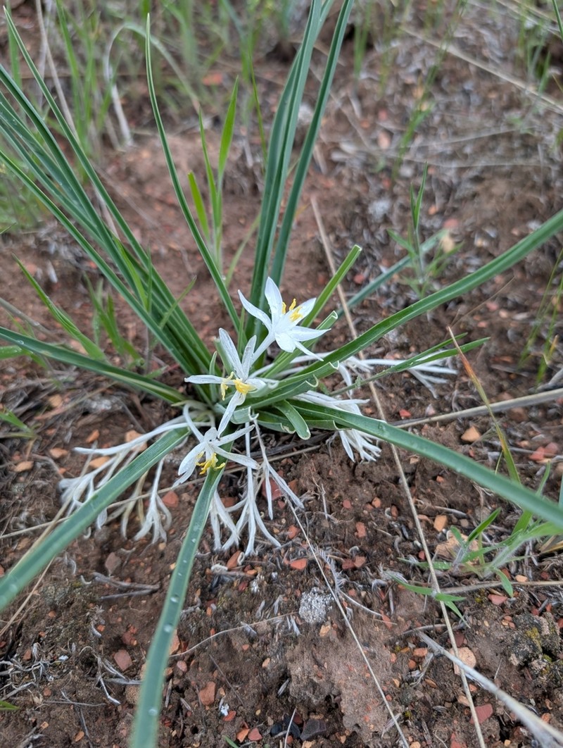 Common Starlily photo 4