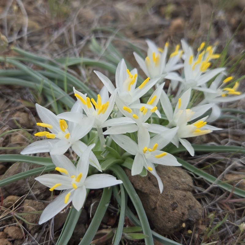 Common Starlily photo 5
