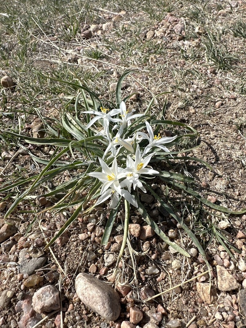 Common Starlily photo 6
