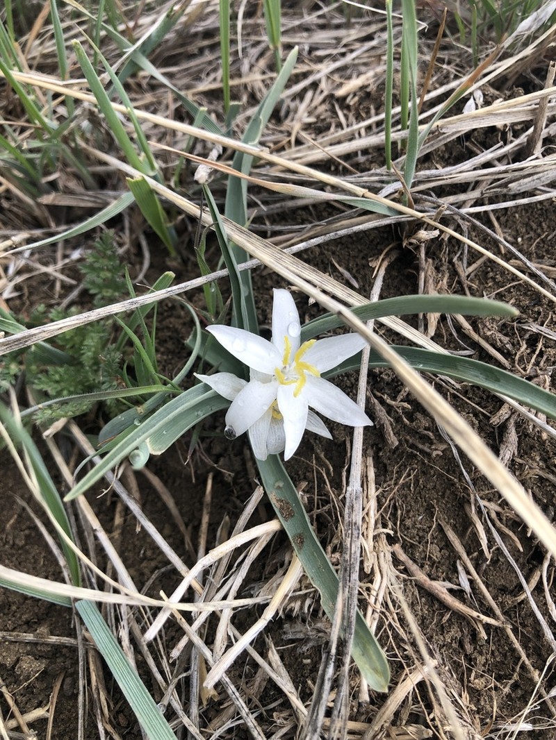 Common Starlily photo 7