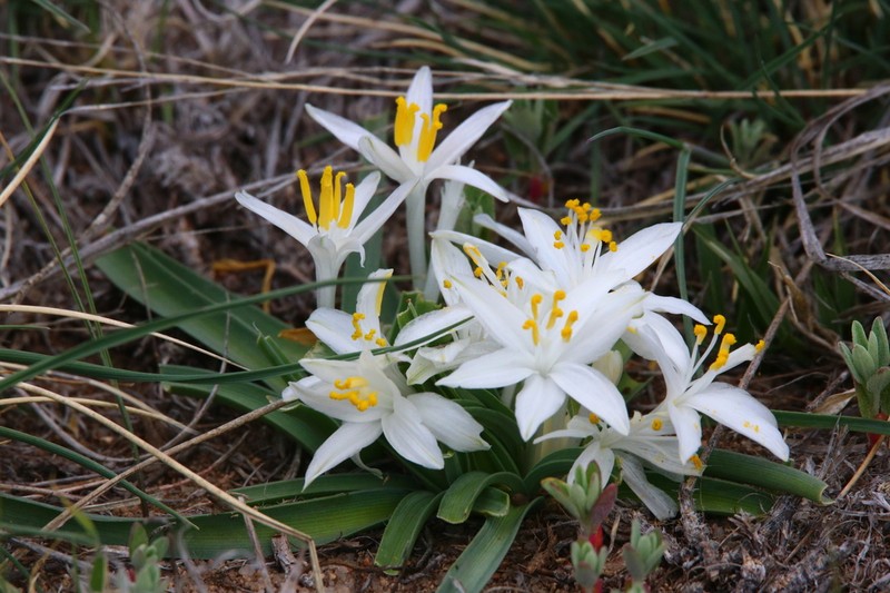 Common Starlily photo 8