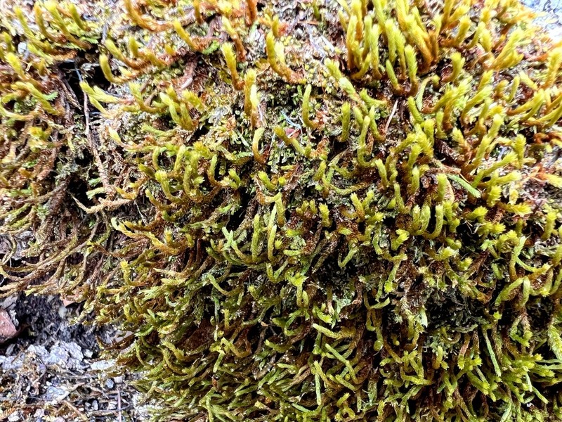 Leucodon Moss