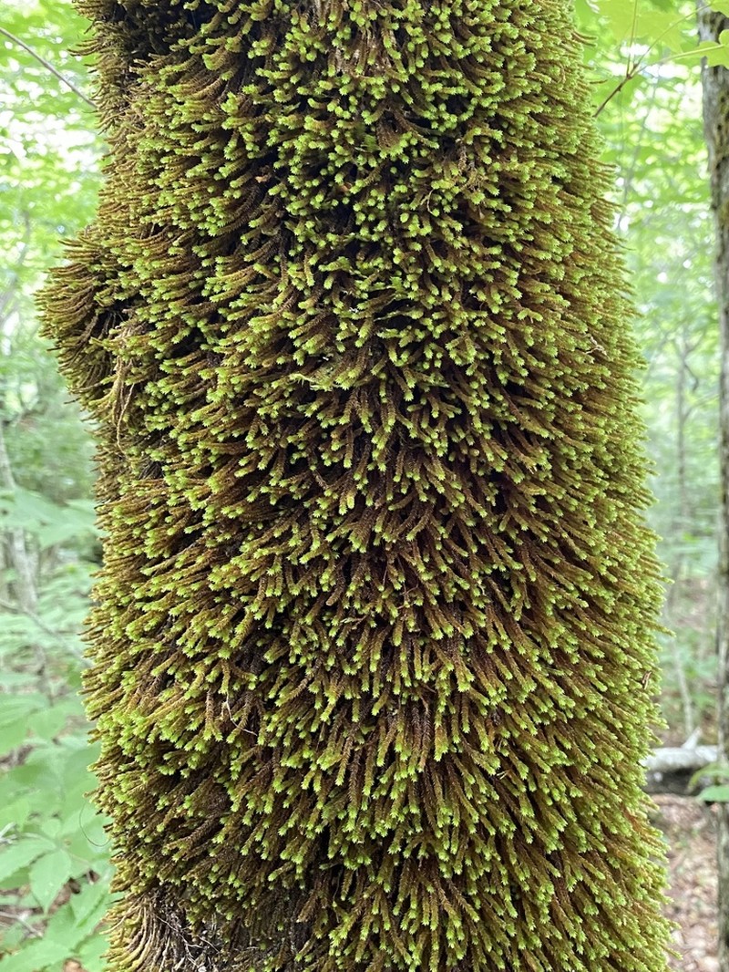 Leucodon Moss photo 2