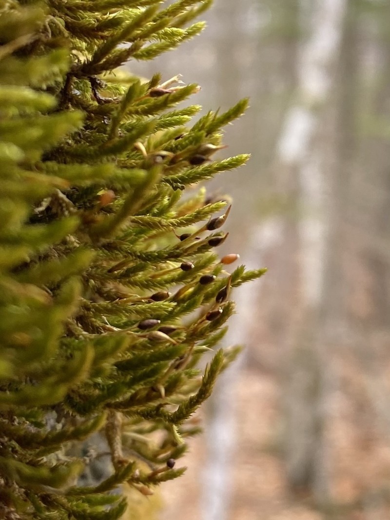 Leucodon Moss photo 3