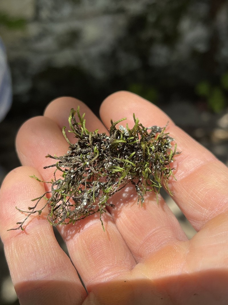 Leucodon Moss photo 4