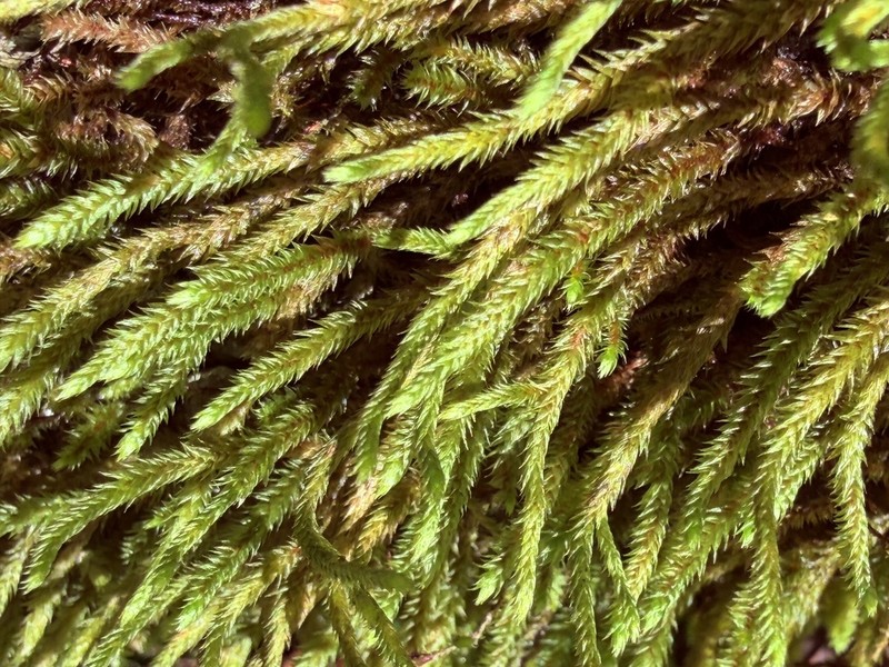 Leucodon Moss photo 5
