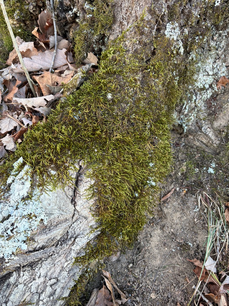 Leucodon Moss photo 6