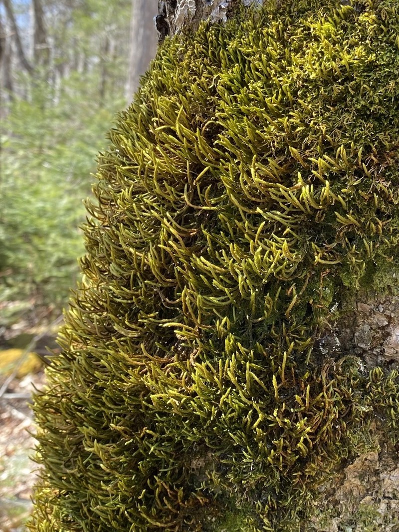 Leucodon Moss photo 7