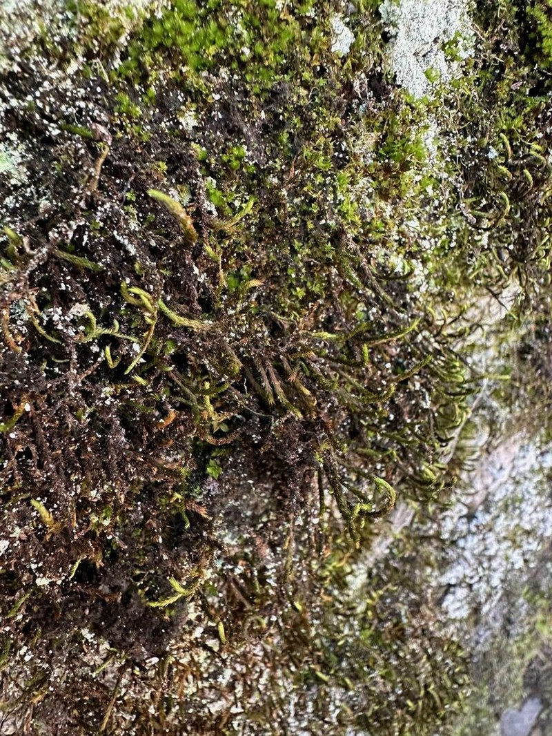 Leucodon Moss photo 8