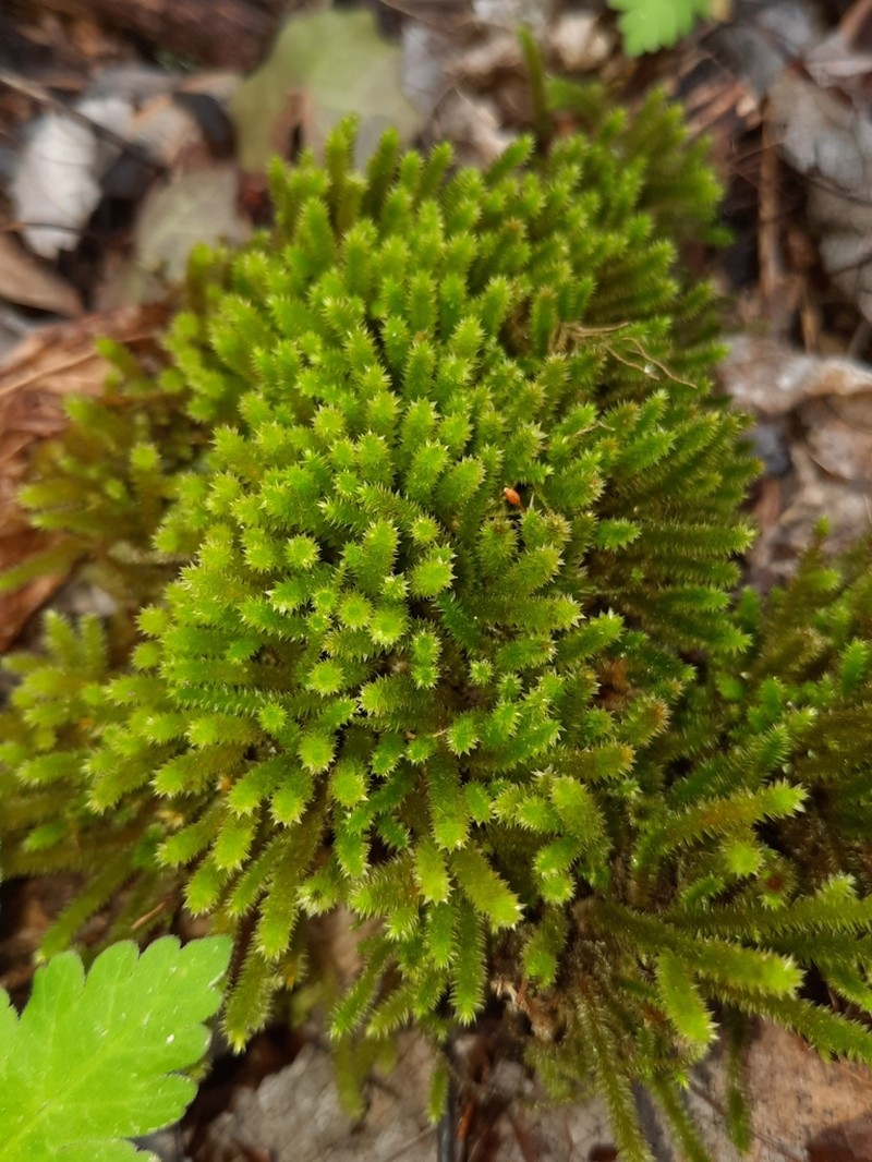 Leucodon Moss
