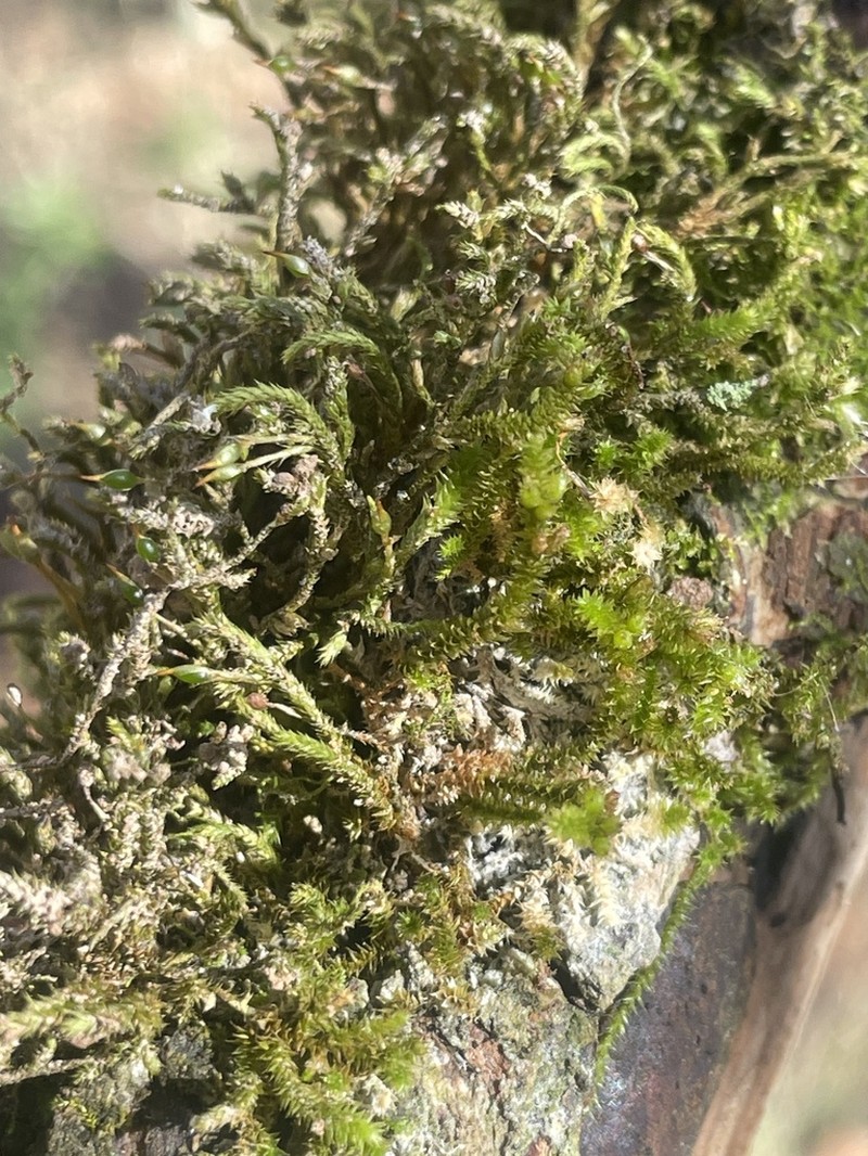 Leucodon Moss photo 3