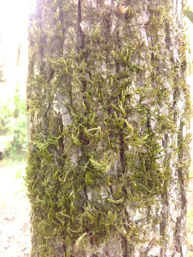 Leucodon Moss photo 4