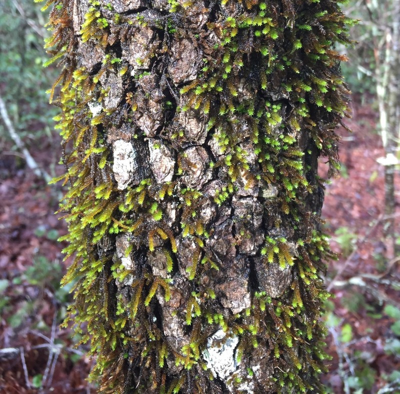 Leucodon Moss photo 5