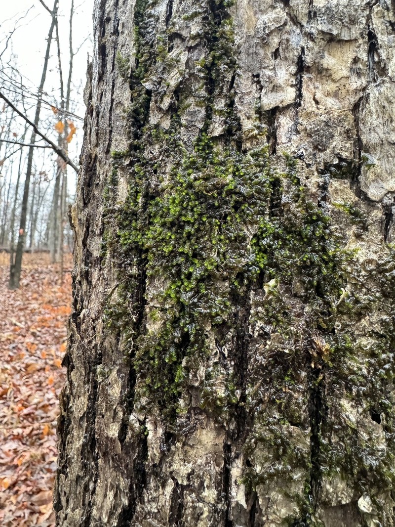 Leucodon Moss photo 6