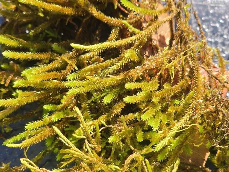 Leucodon Moss photo 7