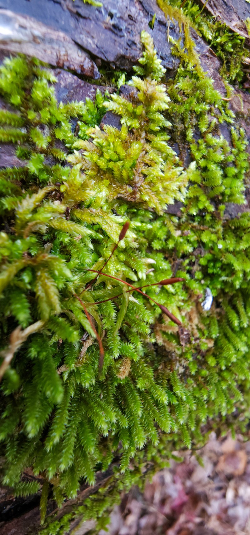 Leucodon Moss photo 8