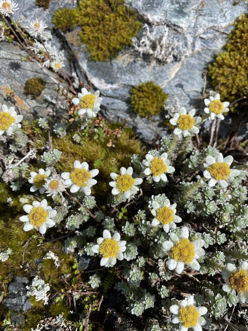 Leucogenes grandiceps