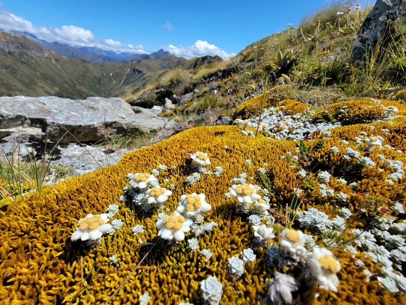 Leucogenes grandiceps photo 2