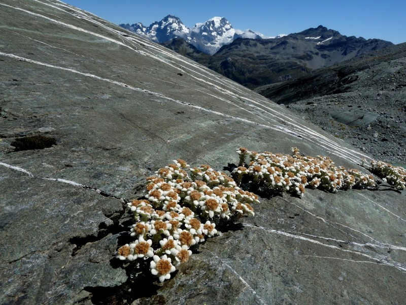 Leucogenes grandiceps photo 3