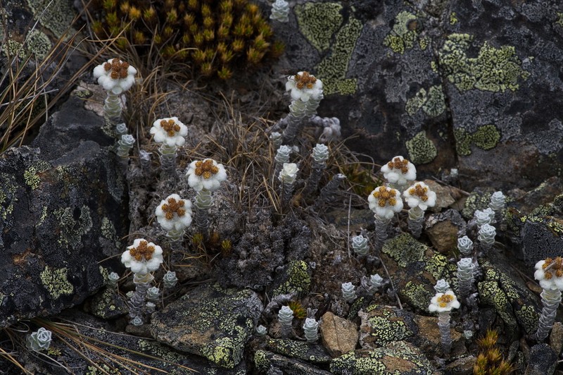 Leucogenes grandiceps photo 4