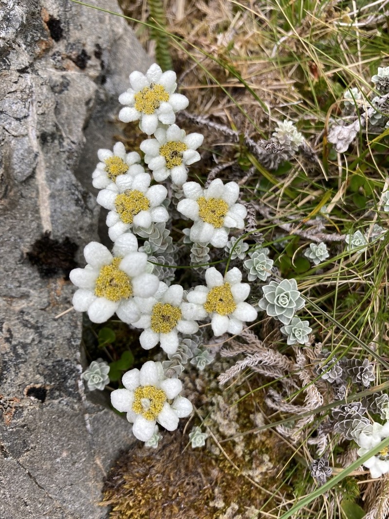 Leucogenes grandiceps photo 5
