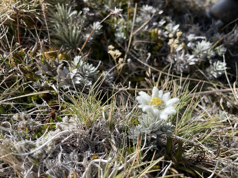 Leucogenes grandiceps photo 6