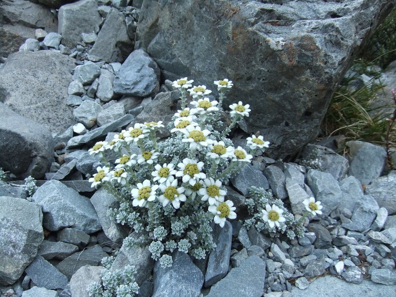 Leucogenes grandiceps photo 7