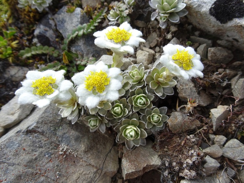 Leucogenes leontopodium photo 2
