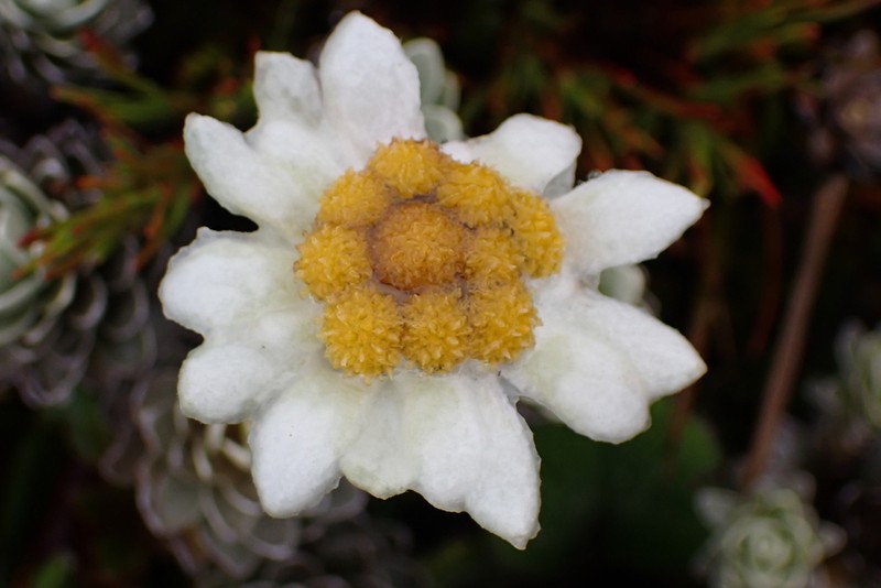Leucogenes leontopodium photo 3