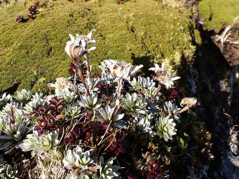 Leucogenes leontopodium photo 4