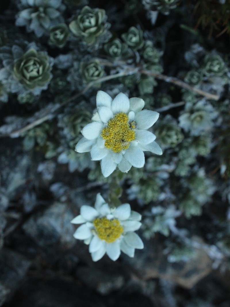 Leucogenes leontopodium photo 5