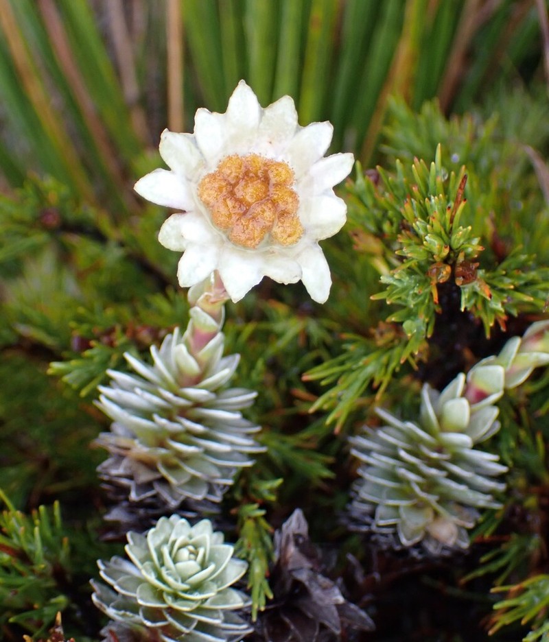 Leucogenes leontopodium photo 6